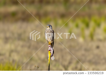 A kestrel arrives in farmland 133500219