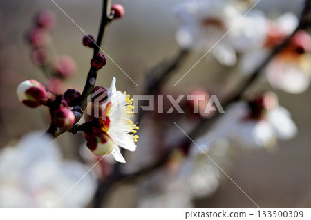 Spring coming Spring coming 133500309