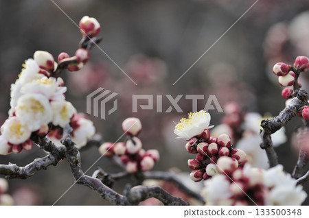 Spring coming Spring coming 133500348