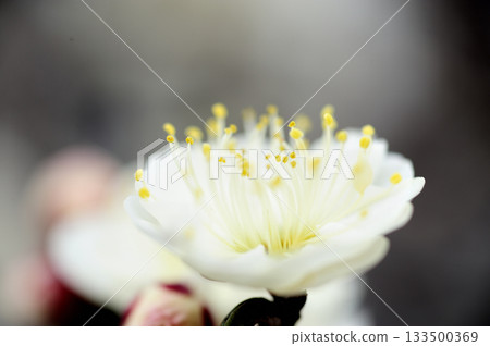 Spring coming Spring coming 133500369