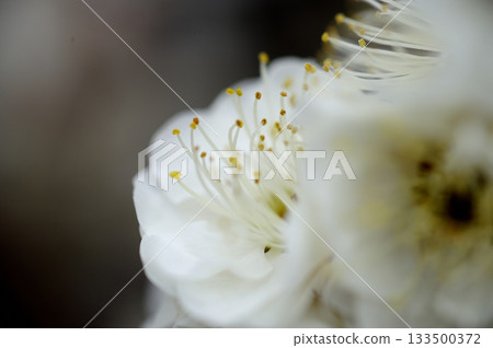 Spring coming Spring coming 133500372