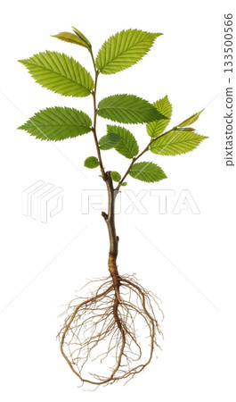 Field elm sapling features green leaves and a visible root system, showcasing its potential for growth and development in a natural environment. Ideal for educational purposes. 133500566