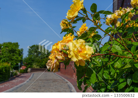 ditzum at the ems river in germany 133500632