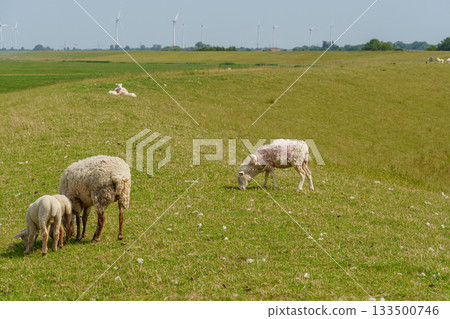 ditzum at the ems river 133500746