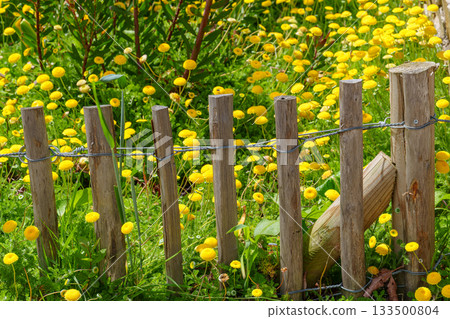 ditzum at the ems river 133500804