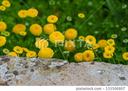 ditzum at the ems river 133500807