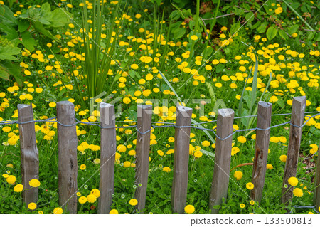 ditzum at the ems river 133500813