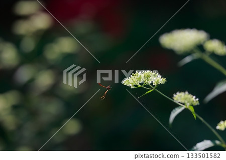 生活在山區的牛虻是危險的害蟲。 133501582