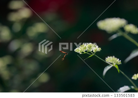 生活在山區的牛虻是危險的害蟲。 133501583