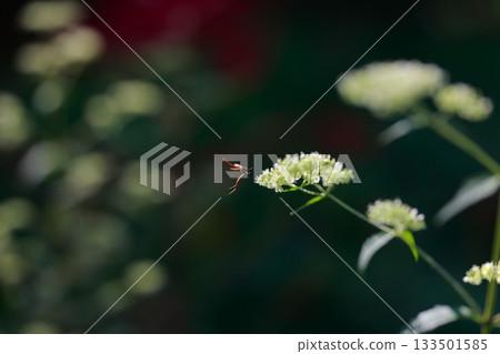 生活在山區的牛虻是危險的害蟲。 133501585