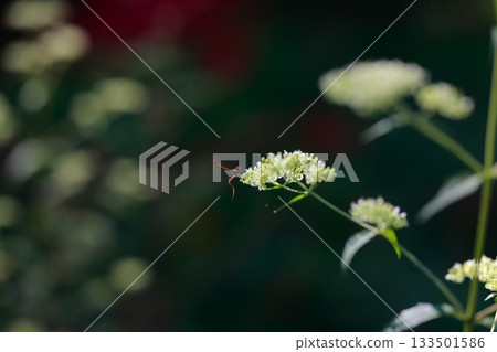 生活在山區的牛虻是危險的害蟲。 133501586