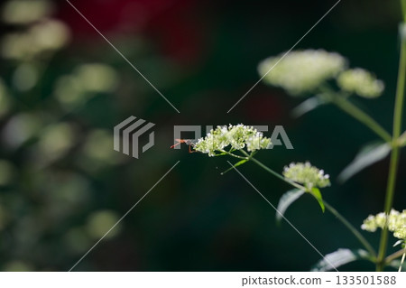 Horseflies that live in the mountains are dangerous pests Horseflies that live in the mountains are dangerous pests 133501588