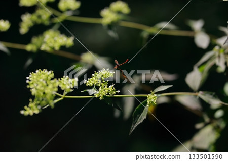 生活在山區的牛虻是危險的害蟲。 133501590