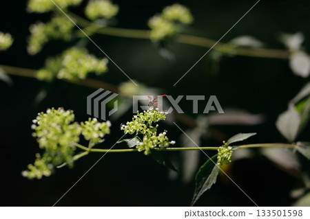 Horseflies that live in the mountains are dangerous pests Horseflies that live in the mountains are dangerous pests 133501598