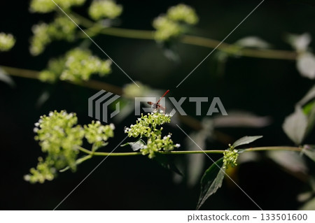 Horseflies that live in the mountains are dangerous pests 133501600