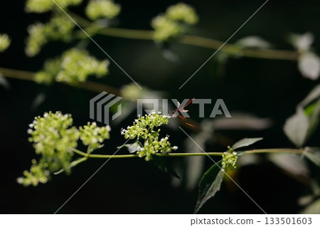 生活在山區的牛虻是危險的害蟲。 133501603