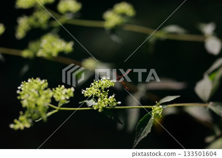 生活在山區的牛虻是危險的害蟲。 133501604