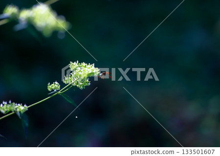 生活在山區的牛虻是危險的害蟲。 生活在山區的牛虻是危險的害蟲。 133501607