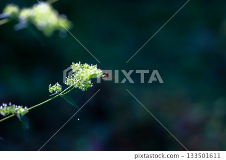 生活在山區的牛虻是危險的害蟲。 生活在山區的牛虻是危險的害蟲。 133501611