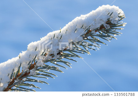 A close-up of a snow-covered Christmas tree branch A close-up of a snow-covered Christmas tree branch 133501788