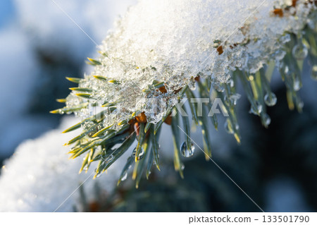 Macro photo of a snow-covered Christmas tree branch 133501790