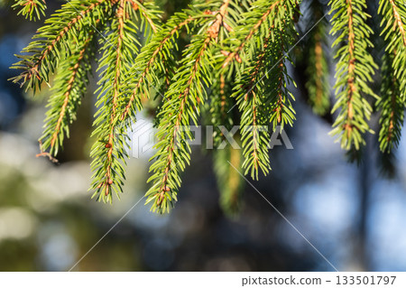 A vibrant macro view of green spruce needles hanging from a branch A vibrant macro view of green spruce needles hanging from a branch 133501797