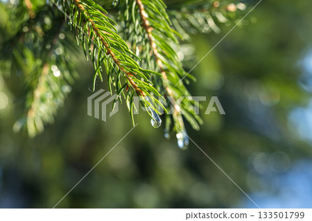 Evergreen spruce tree needles with frozen drops on it, natural macro photo Evergreen spruce tree needles with frozen drops on it, natural macro photo 133501799