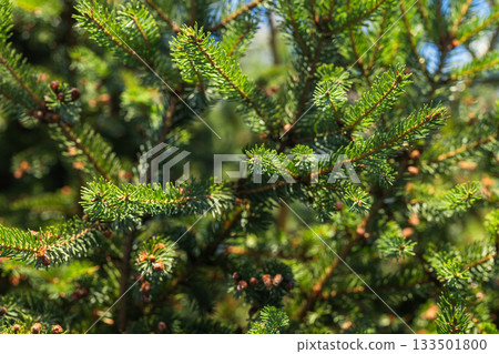 Vibrant green spruce branches on a sunny day Vibrant green spruce branches on a sunny day 133501800
