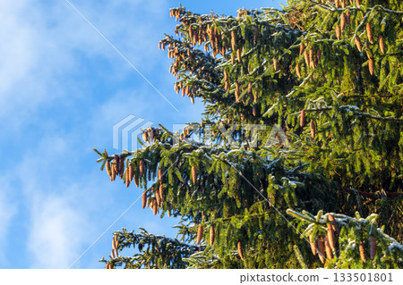 A close-up view of a spruce tree with brown cones and frosted needles A close-up view of a spruce tree with brown cones and frosted needles 133501801