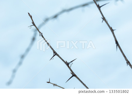A dry gooseberry branch with icy drops 133501802