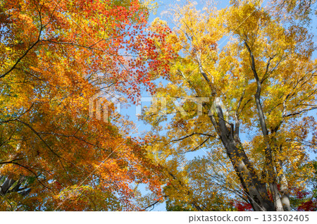 秋葉樹 秋葉樹 133502405