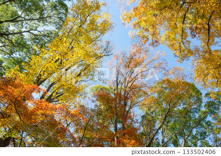 秋葉樹 秋葉樹 133502406