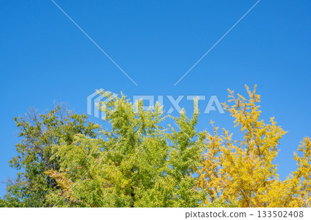 一棵銀杏樹,黃葉映襯著藍天。 一棵銀杏樹,黃葉映襯著藍天。 133502408