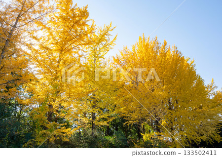 A ginkgo tree with yellow leaves against a blue sky 133502411