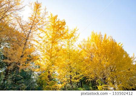 一棵銀杏樹，黃葉映襯著藍天。 133502412