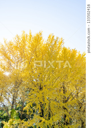 一棵銀杏樹，黃葉映襯著藍天。 133502416