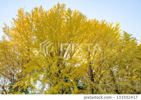 一棵銀杏樹,黃葉映襯著藍天。 一棵銀杏樹,黃葉映襯著藍天。 133502417