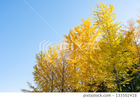 一棵銀杏樹,黃葉映襯著藍天。 一棵銀杏樹,黃葉映襯著藍天。 133502418