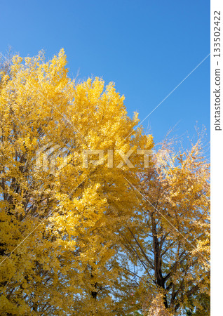一棵銀杏樹，黃葉映襯著藍天。 133502422