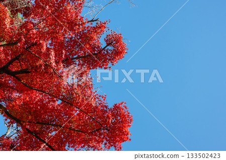明亮的紅色葉子和藍天 133502423