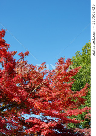 藍天和秋葉 133502429