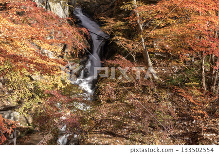 Takikawa Valley in Yamatsuri, Fukushima, dyed in autumn leaves 133502554