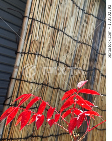 Vibrant autumn red leaves and Japanese style bamboo background Vibrant autumn red leaves and Japanese style bamboo background 133502592