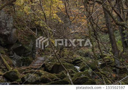 福島縣瀧川谷的景色,四周環繞著長滿青苔的岩石和枯枝。 福島縣瀧川谷的景色,四周環繞著長滿青苔的岩石和枯枝。 133502597