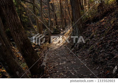 Autumn hiking trail in Takikawa Valley, Fukushima Prefecture, with beautiful evening sunlight filtering through the trees 133502603