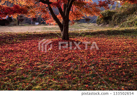 黃昏時分,秋樹和鋪滿地面的鮮紅落葉。 黃昏時分,秋樹和鋪滿地面的鮮紅落葉。 133502654