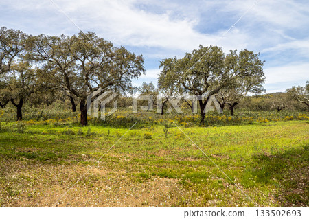 Cork Oak forest at Hortas de Baixo near Arronches, Alentejo, Portugal. 133502693