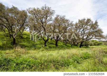 Cork Oak forest at Hortas de Baixo near Arronches, Alentejo, Portugal. 133502694