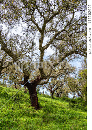 Cork Oak forest at Hortas de Baixo near Arronches, Alentejo, Portugal. Cork Oak forest at Hortas de Baixo near Arronches, Alentejo, Portugal. 133502695