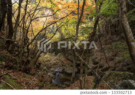 The flow of Takikawa Valley and autumn leaves in late autumn 133502713